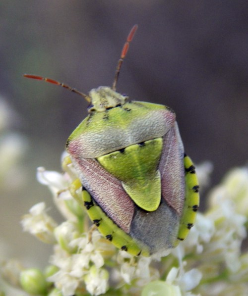 Spagna: La regione  de Monegros, paradiso entomologico